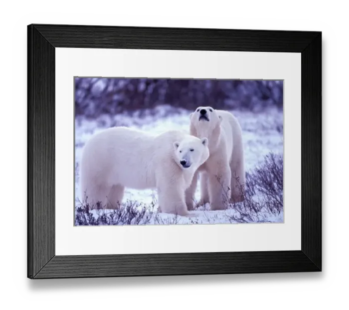 Framed Print : North America, Canada, Manitoba, Churchill. Polar Bears (Ursus mritimus) Framed Print : North America, Canada, Manitoba, Churchill. Polar Bears (Ursus mritimus)