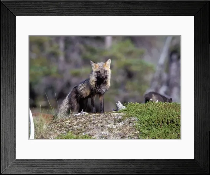 Framed Print : North America Framed Print : North America