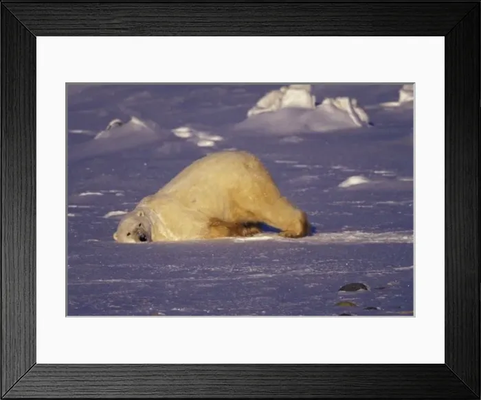 Framed Print : NA, Canada, Manitoba, Churchill, Polar bear playing