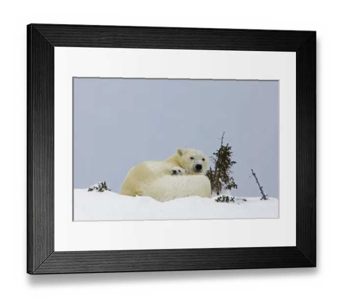 Framed Print : Canada, Manitoba, Wapusk National Park. Polar bear cub being protected by mother Framed Print : Canada, Manitoba, Wapusk National Park. Polar bear cub being protected by mother