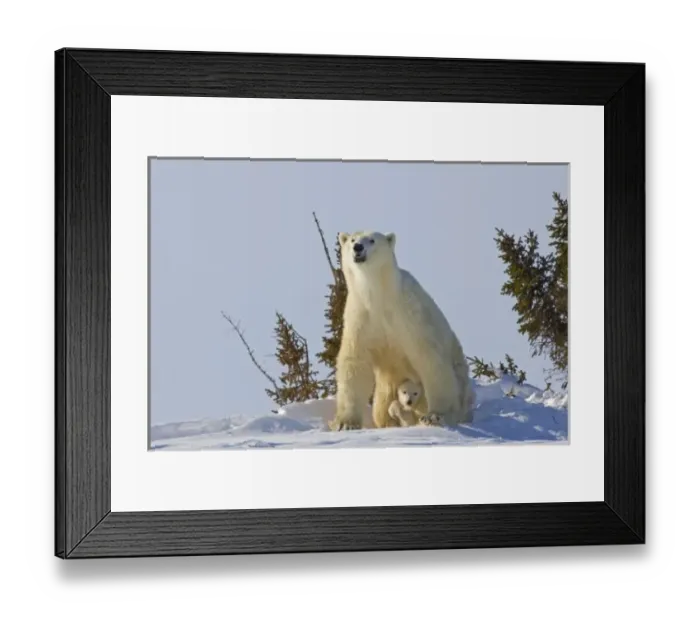 Framed Print : Canada, Manitoba, Wapusk National Park. Polar bear cub being protected by mother Framed Print : Canada, Manitoba, Wapusk National Park. Polar bear cub being protected by mother