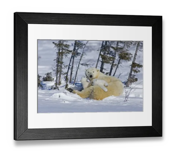 Framed Print : Canada, Manitoba, Wapusk National Park. Polar bear cubs playing with mother. Credit as Framed Print : Canada, Manitoba, Wapusk National Park. Polar bear cubs playing with mother. Credit as