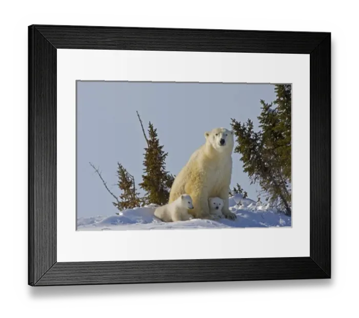 Framed Print : Canada, Manitoba, Wapusk National Park. Polar bear cubs being protected by mother Framed Print : Canada, Manitoba, Wapusk National Park. Polar bear cubs being protected by mother