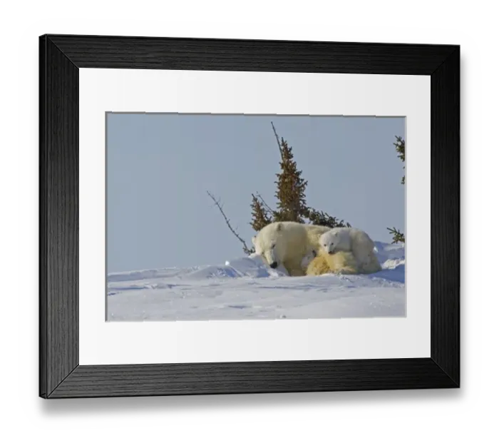 Framed Print : Canada, Manitoba, Wapusk National Park. Polar bear cubs cuddling with sleeping mother Framed Print : Canada, Manitoba, Wapusk National Park. Polar bear cubs cuddling with sleeping mother