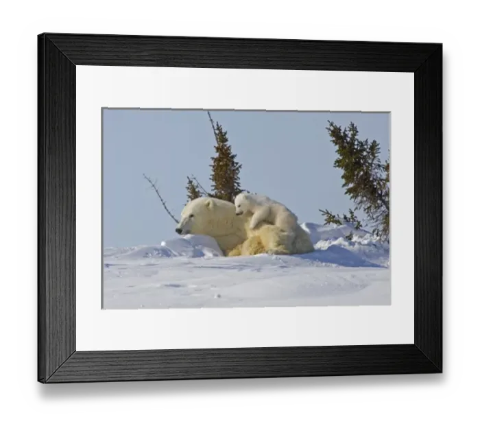Framed Print : Canada, Manitoba, Wapusk National Park. Polar bear cub climbing on mother. Credit as