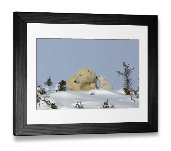 Framed Print : Canada, Manitoba, Wapusk National Park. Polar bear cub trying to get mothers attention Framed Print : Canada, Manitoba, Wapusk National Park. Polar bear cub trying to get mothers attention