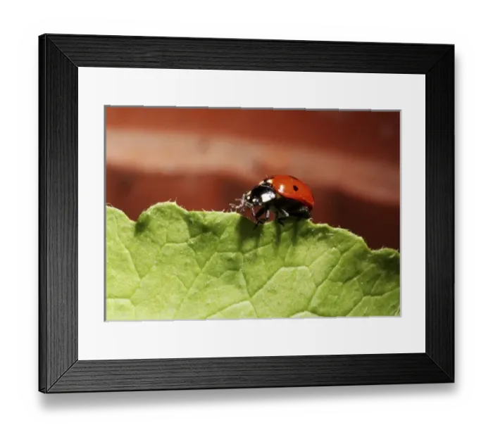 Framed Print : Ladybug on lettuce Framed Print : Ladybug on lettuce