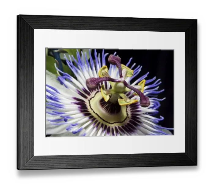 Framed Print : Passionflower close-up (MR) Framed Print : Passionflower close-up (MR)