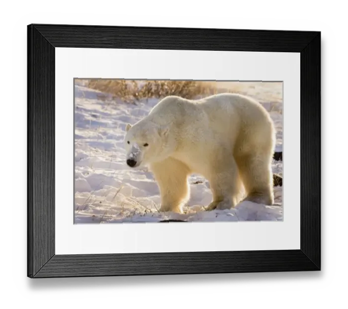 Framed Print : Canada, Manitoba Framed Print : Canada, Manitoba