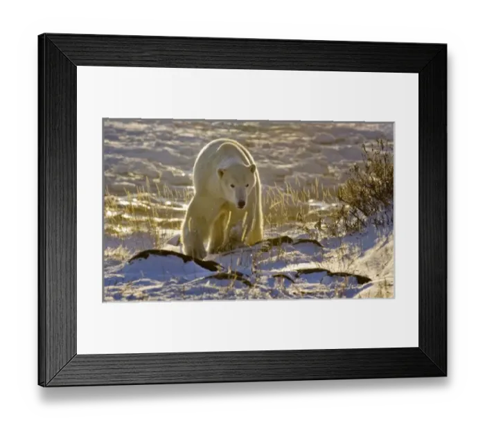Framed Print : Canada, Manitoba Framed Print : Canada, Manitoba