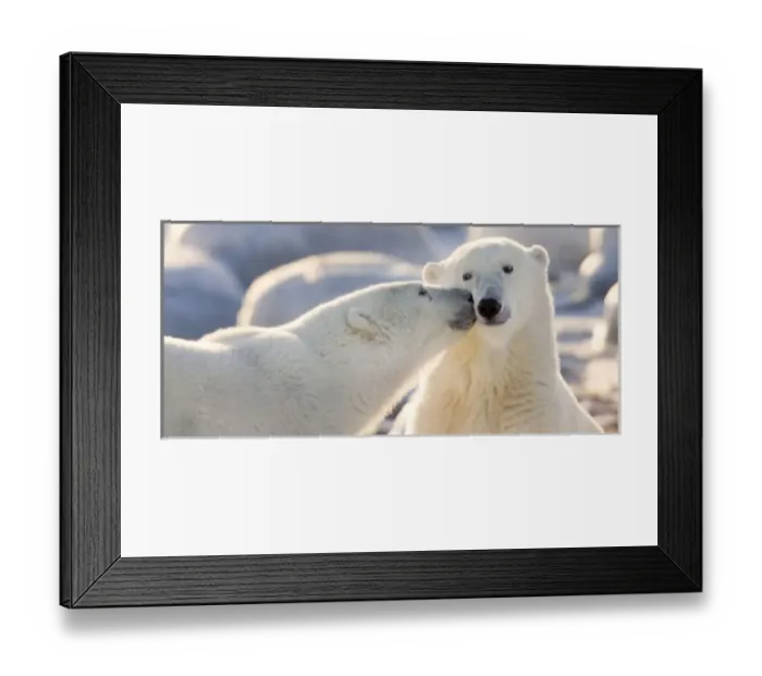 Framed Print : Canada, Manitoba, Hudson Bay, Churchill. Polar bear kiss