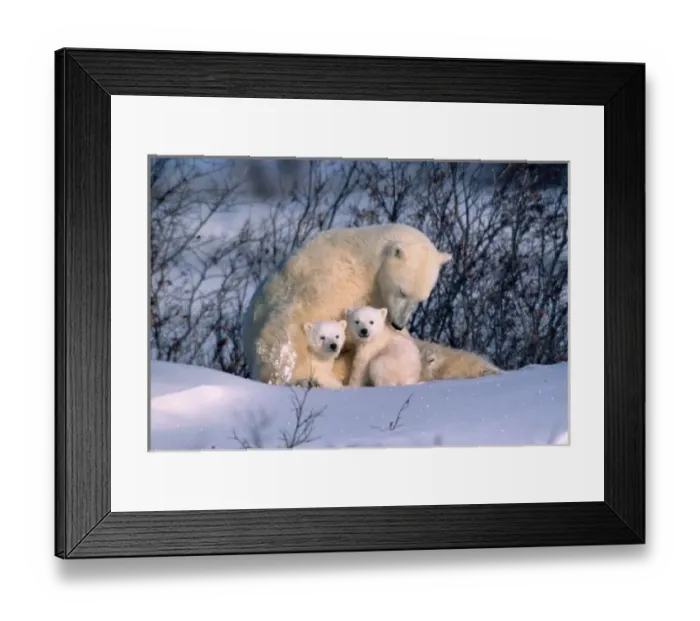 Framed Print : Mother Polar Bear Sitting with Twins, Manitoba, Churchill, Canada