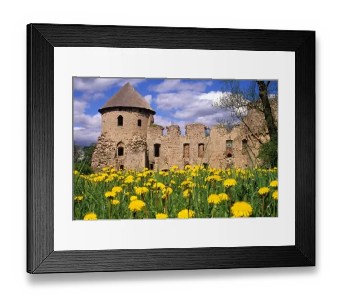 Framed Print : Dandelions surround