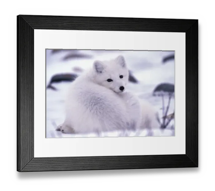 Framed Print : North America, Canada, Manitoba, Churchill, Arctic fox (Alopex lagopus) Framed Print : North America, Canada, Manitoba, Churchill, Arctic fox (Alopex lagopus)