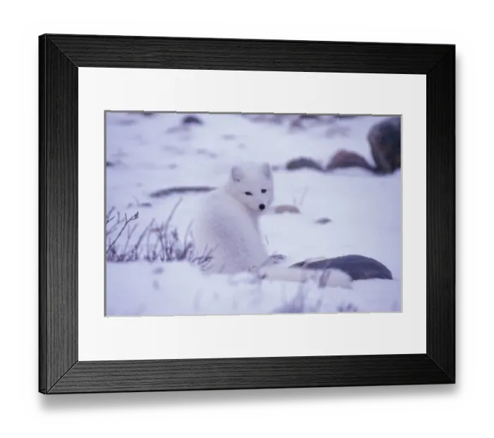 Framed Print : North America, Canada, Manitoba, Churchill, Arctic fox (Alopex lagopus) Framed Print : North America, Canada, Manitoba, Churchill, Arctic fox (Alopex lagopus)
