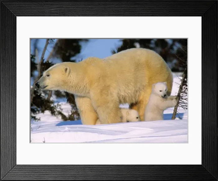 Framed Print : Female Polar Bear Framed Print : Female Polar Bear