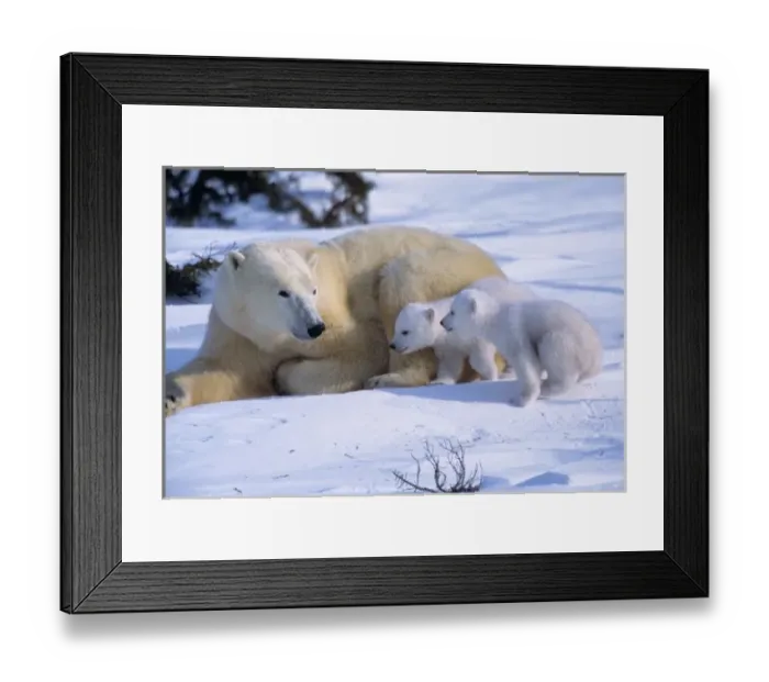 Framed Print : Female Polar Bear Lying Down with 2 coys(cubs of the year) Running Toward Her, Canada Framed Print : Female Polar Bear Lying Down with 2 coys(cubs of the year) Running Toward Her, Canada