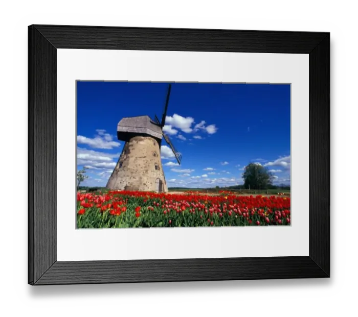 Framed Print : Red tulips surrounds traditional windmill in Gauja National Park, Latvia Framed Print : Red tulips surrounds traditional windmill in Gauja National Park, Latvia