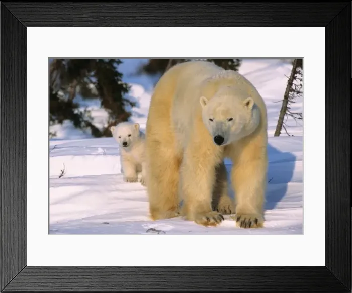 Framed Print : Female Polar Bear Standing with one cub or coy behind, Canada, Manitoba, Churchill Framed Print : Female Polar Bear Standing with one cub or coy behind, Canada, Manitoba, Churchill