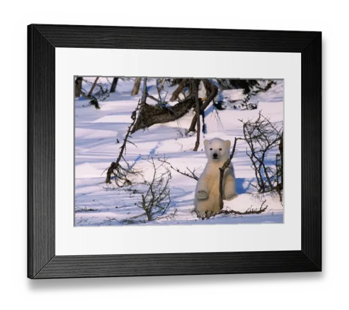 Framed Print : 3 month old polar bear(coy) standing at scrub trees Canada, Manitoba, Churchill