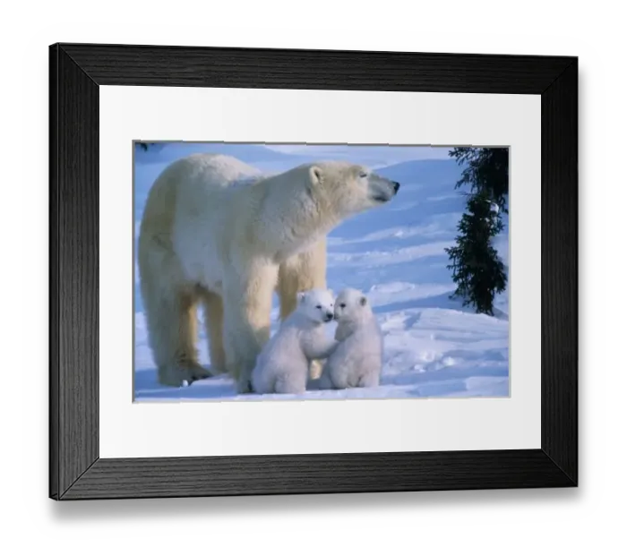 Framed Print : Female Polar Standing with two 3 month old cubs at her feet, Canada, Manitoba, Churchill Framed Print : Female Polar Standing with two 3 month old cubs at her feet, Canada, Manitoba, Churchill