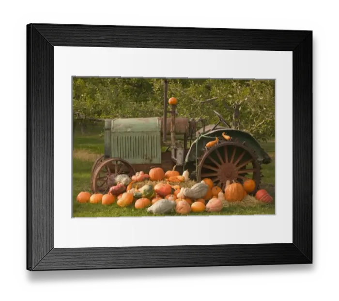 Framed Print : CANADA, British Columbia, Keremeos. Autumn / Harvest / Pumpkins, Okanagan Valley Framed Print : CANADA, British Columbia, Keremeos. Autumn / Harvest / Pumpkins, Okanagan Valley
