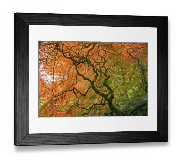 Framed Print : CANADA, British Columbia, Victoria. Autumn colors at Butchart Gardens Japanese Garden Framed Print : CANADA, British Columbia, Victoria. Autumn colors at Butchart Gardens Japanese Garden