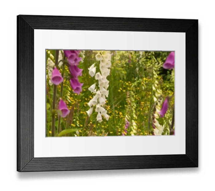 Framed Print : North America