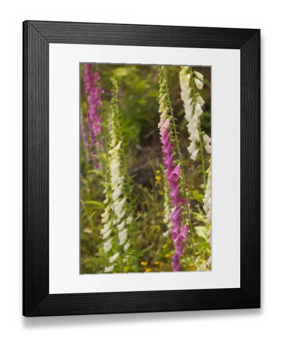 Framed Print : North America
