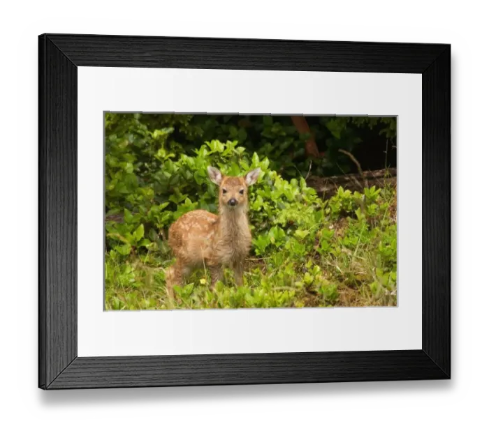 Framed Print : North America Framed Print : North America