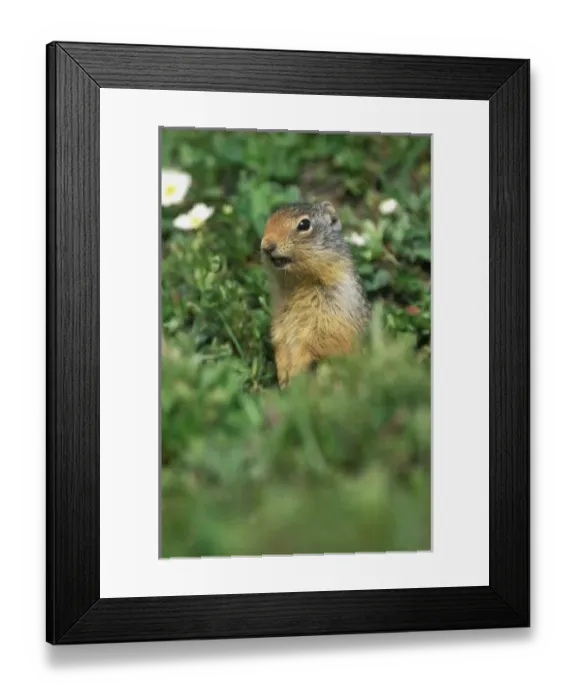 Framed Print : N. A. Canada, Alberta, Banff NP, Columbian Ground Squirrel (Spermophilus columbianus) Framed Print : N. A. Canada, Alberta, Banff NP, Columbian Ground Squirrel (Spermophilus columbianus)