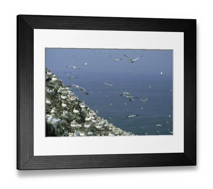 Framed Print : Northern Gannet, (Sula bassanus), huge colony, Bass Rock, Firth of Forth, Scotland