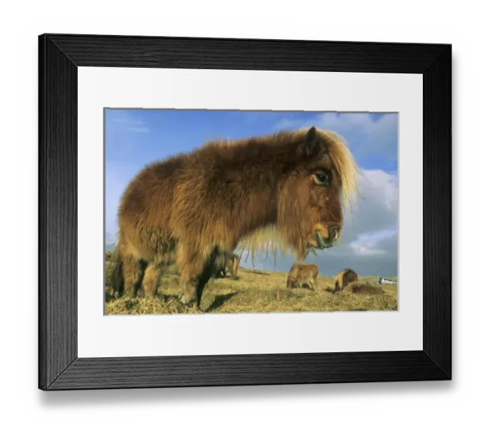 Framed Print : Shetland Pony, mainland Shetland Islands, stongest horse for size, Scotland, UK