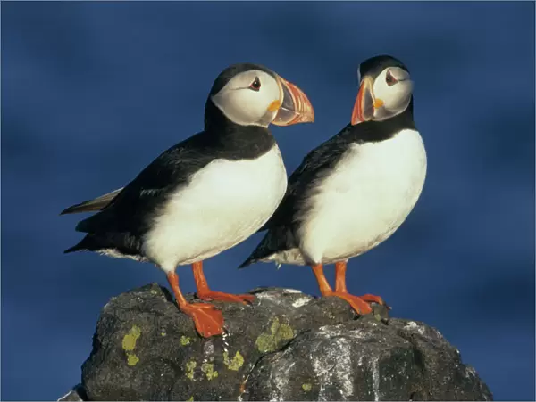 Atlantic Puffins (Fratercula arctica) Pair, Isle of May, Firth of Forth, SCOTLAND