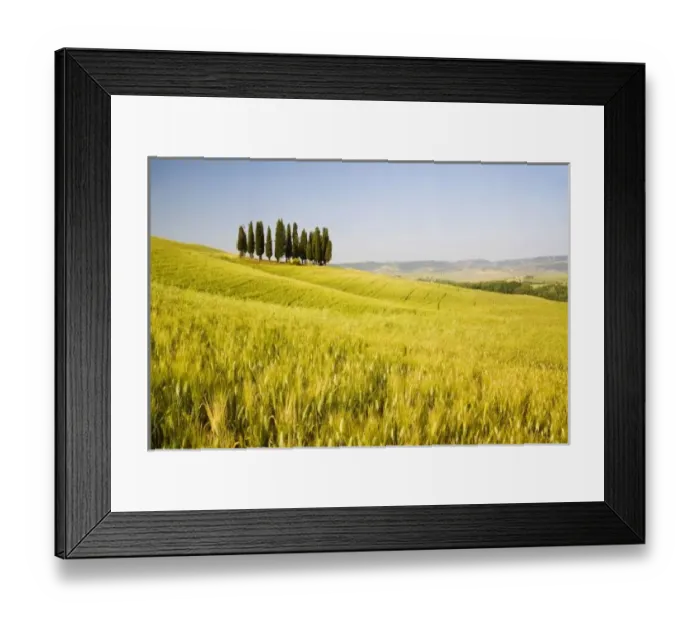 Framed Print : Grouping ofTuscan Cypress Trees In Wheat Field Framed Print : Grouping ofTuscan Cypress Trees In Wheat Field