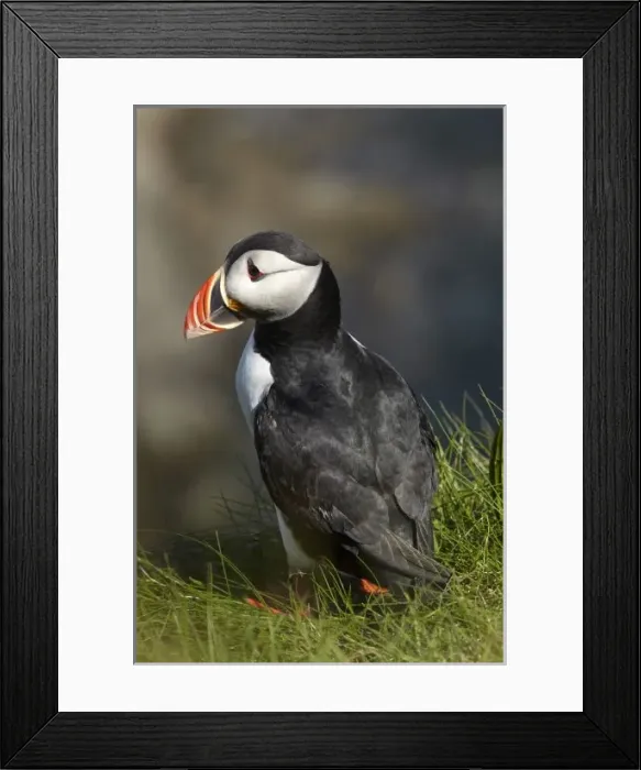 Framed Print : Puffin (Fratercula