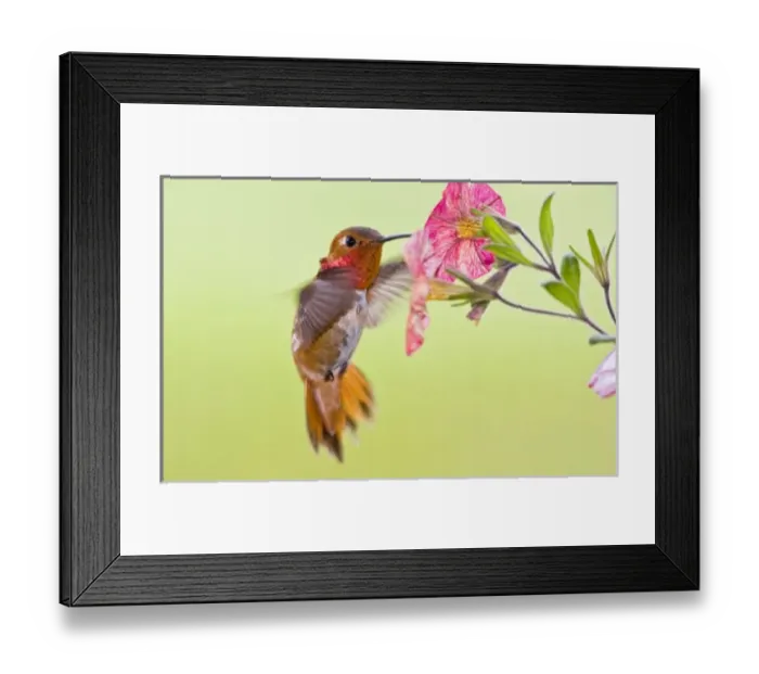 Framed Print : Canada, British Framed Print : Canada, British