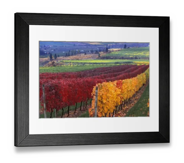 Framed Print : Intense red and yellow fall colors on Gehring Brothers Vineyard vines over looking Framed Print : Intense red and yellow fall colors on Gehring Brothers Vineyard vines over looking