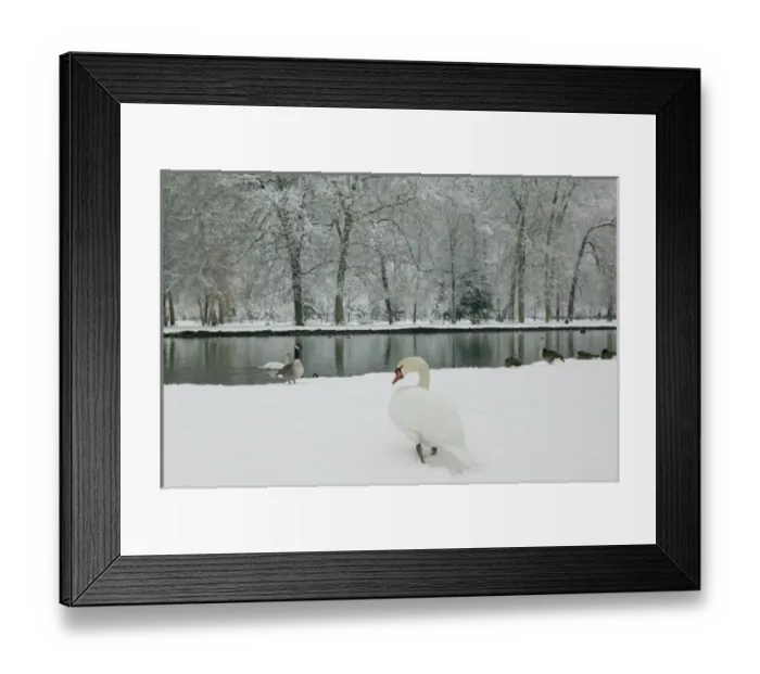 Framed Print : FRANCE, French Alps (Isere), VIZILLE: Chateau de Vizille Park after winter storm Framed Print : FRANCE, French Alps (Isere), VIZILLE: Chateau de Vizille Park after winter storm