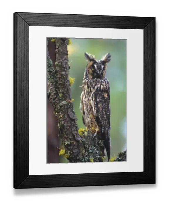 Framed Print : Canada, British Columbia Framed Print : Canada, British Columbia