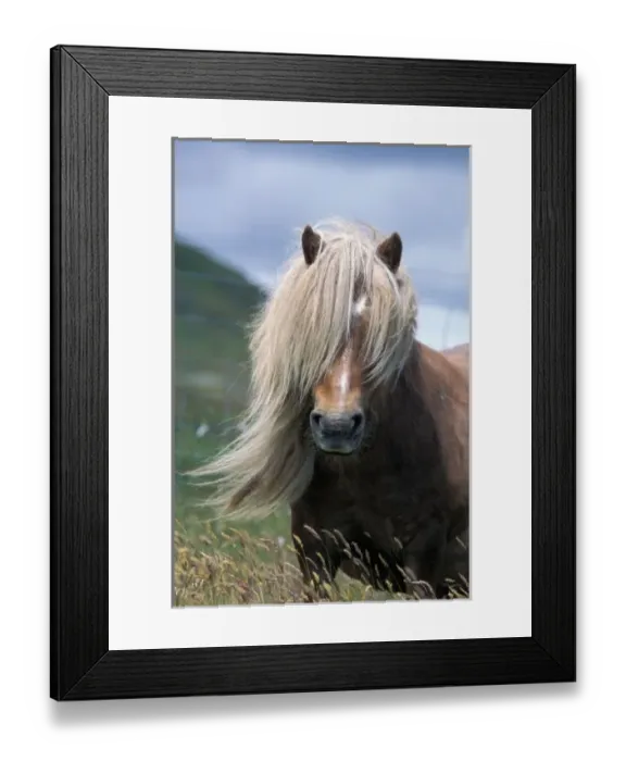 Framed Print : UK, Scotland, Shetland