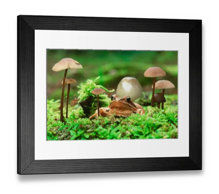 Framed Print : EUROPE, Germany, Baltic Sea, Island of Ruegen. Jasmund Nat l Park. Small toad Framed Print : EUROPE, Germany, Baltic Sea, Island of Ruegen. Jasmund Nat l Park. Small toad