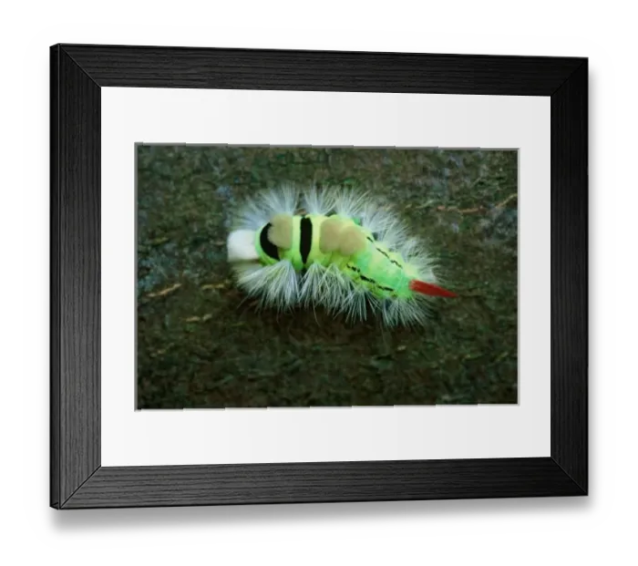 Framed Print : Germany, Baltic Sea, Island of Ruegen. Jasmund NP, caterpillar with poisonous spines Framed Print : Germany, Baltic Sea, Island of Ruegen. Jasmund NP, caterpillar with poisonous spines