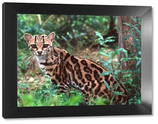 Margay, Leopardus wiedi, Native to Mexico into South America (Wild Cat Rescue)