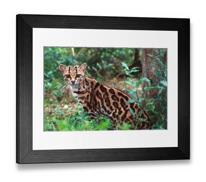Framed Print : Margay, Leopardus wiedi, Native to Mexico into South America (Wild Cat Rescue)