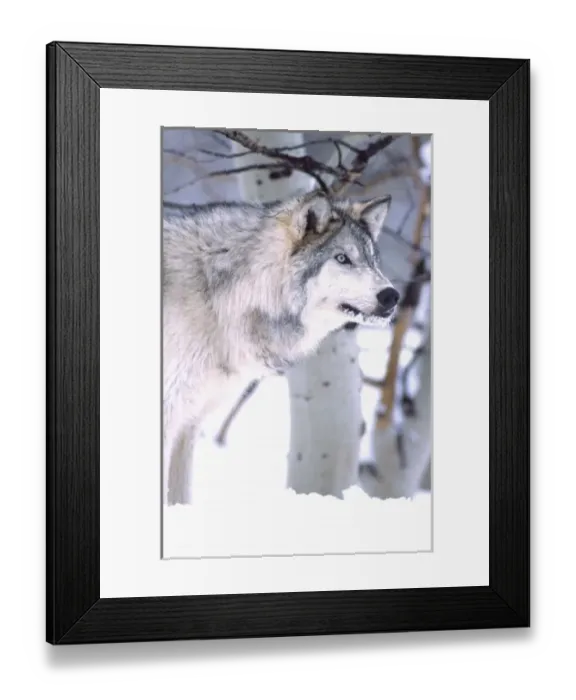 Framed Print : Timber Wolf, Canis lupus, Movie Animal (Utah) Framed Print : Timber Wolf, Canis lupus, Movie Animal (Utah)