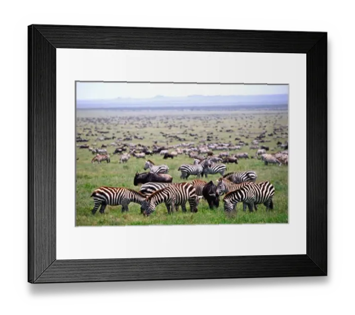 Framed Print : Nature, Fauna Framed Print : Nature, Fauna