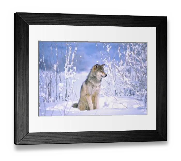 Framed Print : Timber Wolf sitting in the Snow, Canis lupus, Movie Animal (Utah) Framed Print : Timber Wolf sitting in the Snow, Canis lupus, Movie Animal (Utah)