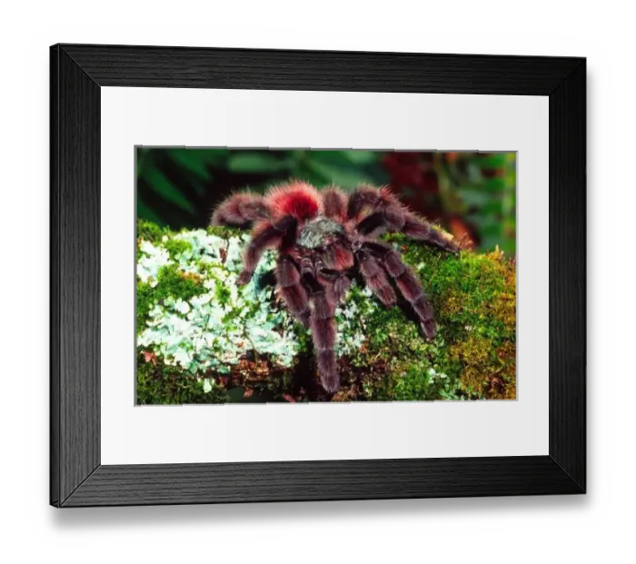 Framed Print : Martinique Tree Spider Framed Print : Martinique Tree Spider