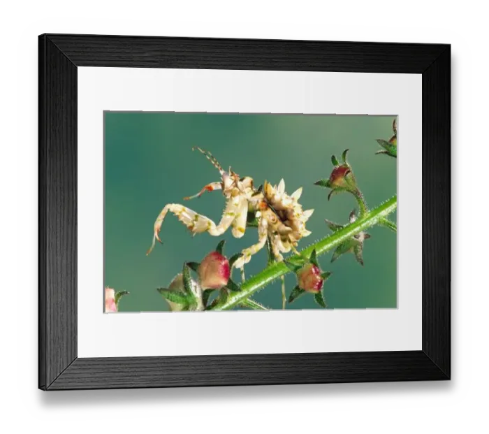 Framed Print : Tanzanian Flower Mantis, Pseudocreboter whalbergi, Native to Africa Framed Print : Tanzanian Flower Mantis, Pseudocreboter whalbergi, Native to Africa